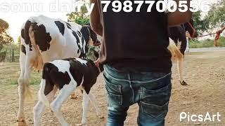 Sonu dairy farm se Korba ke Dairy farmer ne khariden  2hf cow