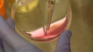 Aseptic Techniques: Changing Cell Culture Media
