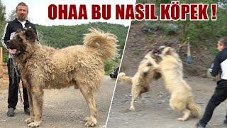 OHAA BU NASIL KÖPEK !! DEV KARADENİZ DAĞ ÇOBAN KÖPEĞİ ! YOK BÖYLE BİR KÖPEK , @kangalsamsun  KANGAL