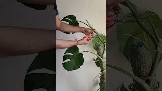 let's propagate monstera #monstera #propagate #plants #soil #water #roots #areal #cutting #plants