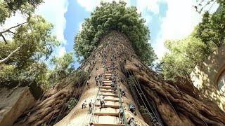 The Biggest Tree On Earth Is Much Bigger Than You Imagination