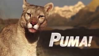 Puma: Lion of the Andes | National Geographic | Wildlife Documentary HD