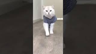 Cat funny video#catfunnyvideo #cat #shorts #cats #catlovers #cute #adorable #viral #catvideos