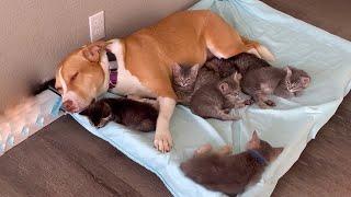 Happy Moments When Kind Mother Dog Adopts 6 Orphaned Kittens