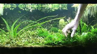 Aquarium maintenance made easy... Pruning time.