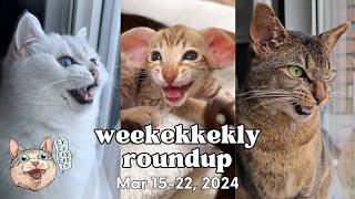 ekekekkekkek compilation - Cat Chirps, Chitters & Clicks (Weekly Roundup: Mar 15-22, 2024)