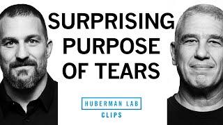 Why We Cry & the Evolutionary Purpose of Tears | Dr. Noam Sobel & Dr. Andrew Huberman