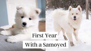 First Year with a Samoyed Puppy (8 weeks to 1 year)