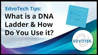 EdvoTech Tips: What is a DNA Ladder and how do you use it?