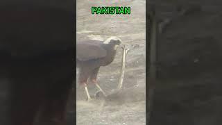 Eagle vs Snake Faheem Discovery.world discovery.