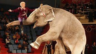 Цирковое Шоу! Слоны, Лошади, Обезьяны! /  Elephants perform in the circus