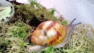 Archachatina marginata var.suturalis  (Архахатина маргината сутуралис)