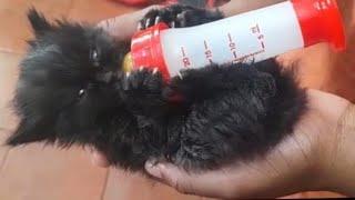 How to feed kitten. Royal Canin Baby Cat Milk.