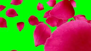 rose green screen effect || rose rain green screen || green screen effect || #green #greenscreen