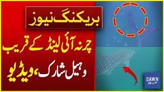 Footage of Rare Whale Shark Spotted Near Karachi's Charna Island | Breaking News