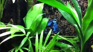 Poison Dart Frog - Azureus Male Calling