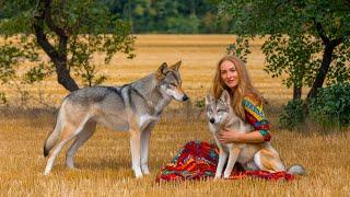 The she-wolf placed the sick wolf cub in the woman's hands. Then the incredible happened!