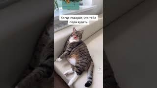 Кот говорящий рот. Когда говорят, что тебе пора похудеть