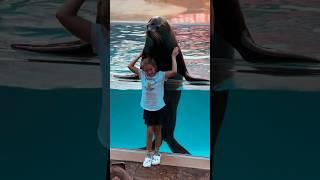 SeaWorld Orlando #orca#dolphinshow #animals#dolphin#shortsfeed #seaworld#10million #shortviral