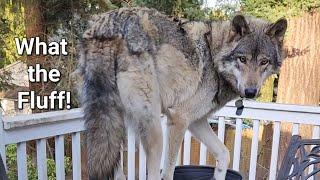 Brushing a Wolf! What the Fluff! #petwolf #wolfpup #wolfdog