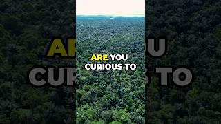 Buzz about Amazon rainforest #youtubeshorts #facts #sciencefacts #knowledge