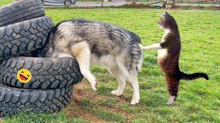 Funny Dogs And Cats Videos 2023  - Best Funniest Animal Videos Of The week #2
