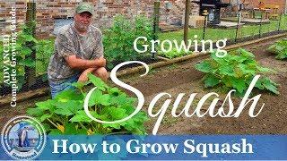 How To Grow Squash - Yellow Crookneck Squash and Zucchini Squash