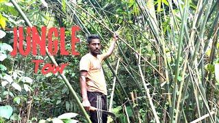 Assam Jungle Tour || Buddhalamaflute ||