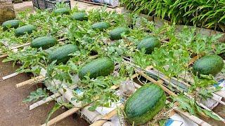 The method of growing watermelon the whole world does not know, the fruit is too big and sweet