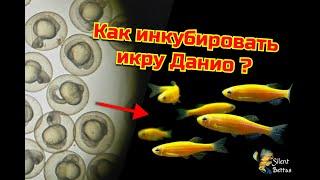 Данио. от икринки до малька | Инкубация икры | Danio (ZebraFish) Caviar incubation