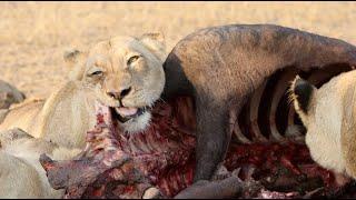 The Talamati Pride Eat Their Fill! | The Virtual Safari #213