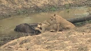 Lower Zambezi NP, Sausage Tree Camp game drive