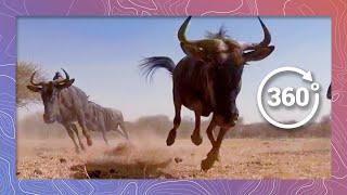 Wild African Animal Stampede | Wildlife in 360 VR