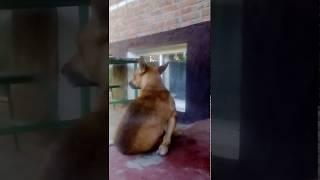 СОБАКА  ИЗВРАЩЕНЕЦ-ОНАНИСТ,ЖЕСТЬ. dog pervert onanist tin