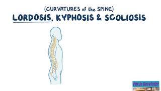 Curvatures of the Spine- Lordosis, Kyphosis & Scoliosis