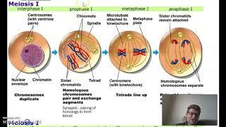 Meiosis ppt lesson