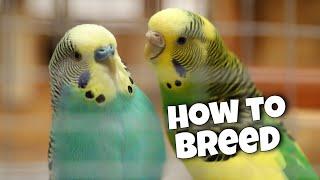 Budgie Breeding: 12 Essential Tips for Success