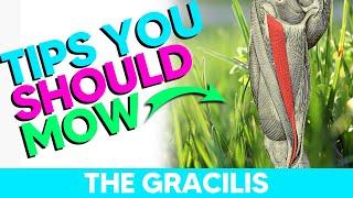 How to Remember the Gracilis Muscle (Origin, Insertion, Action, and Innervation)