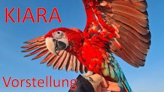 Kiara - Vorstellung des kleinen Wirbelwinds