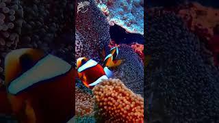 Anemone fish couple #anemonefish #nemo #australia #greatbarrierreef #dcdocumentaries