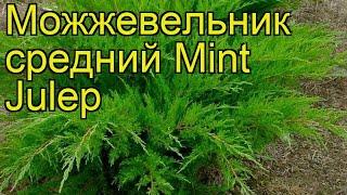 Можжевельник средний Минт джулеп. Краткий обзор, описание juniperus pfitzeriana Mint Julep