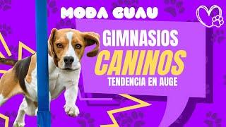 Gimnasios para Caninos: Una Tendencia en Auge