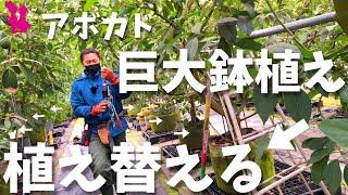 【数年に1度の大作業】巨大なアボカドの樹を植え替える