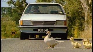 AAMI Ducks