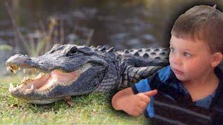 ALLIGATOR takes 2-year-old Boy.