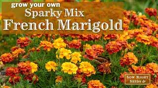 Sow Right Seeds | Sparky Mix Marigold