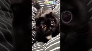 pus cat light eye