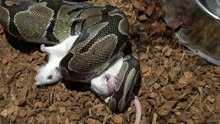 Python dominates large rat...(with a little help  )/ warning live feeding