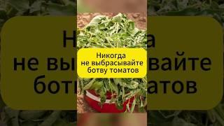 Никогда не выкидывайте ботву томатов!  #дача #сад  #огород #томаты