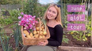 End of June Allotment Tour! Weeding & Harvesting  Allotment Vlog  Ep.26 